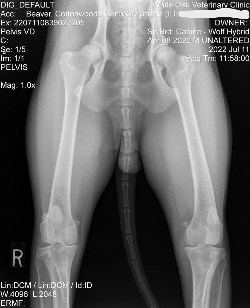 Genn Preliminary Hip X-Ray